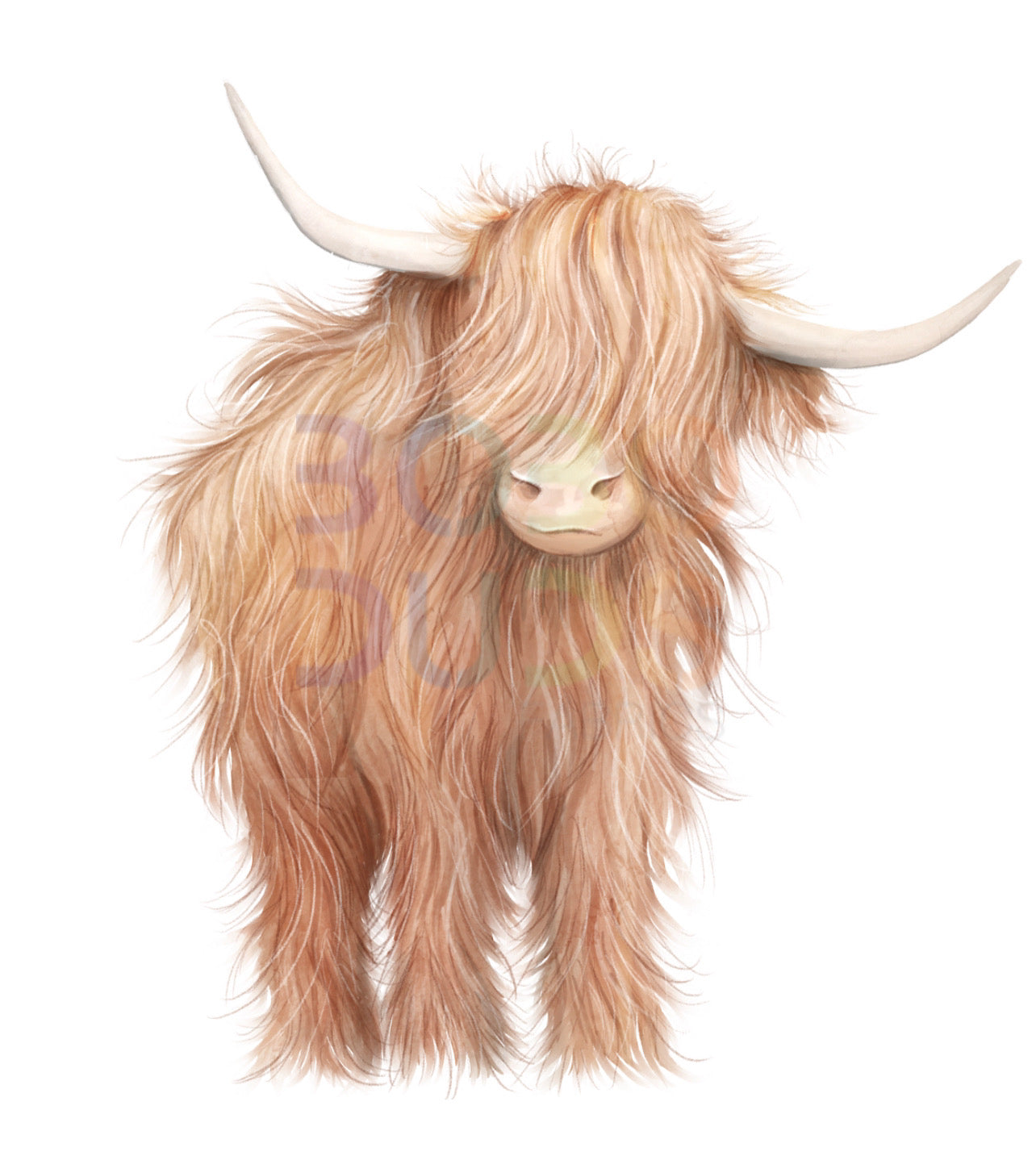 Highland cow boy (PNG Transfer)